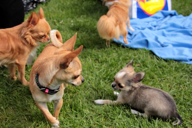 Chihuahuas and more