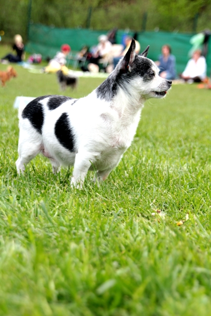 Chihuahuas and more