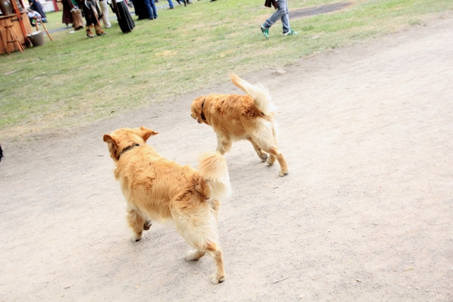 Dogs on Track