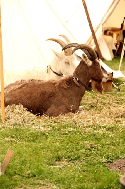 Tierchen