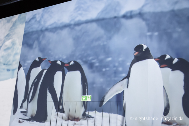 Polar Experience