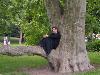 WGT 2006: Otti und der Baum