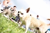 Chihuahuas and more