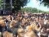 Feuerschwanz - Publikum